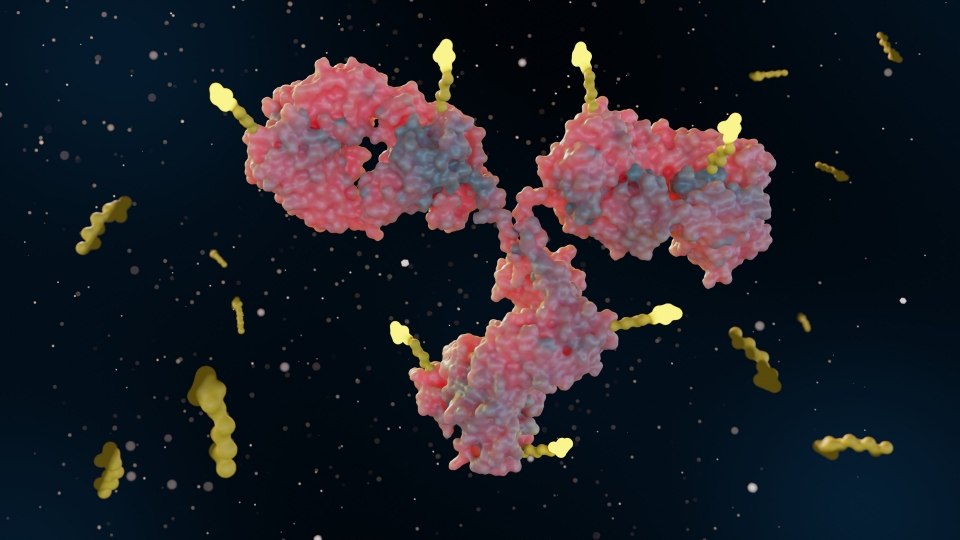 No antibody engineering is required for site-selective conjugation